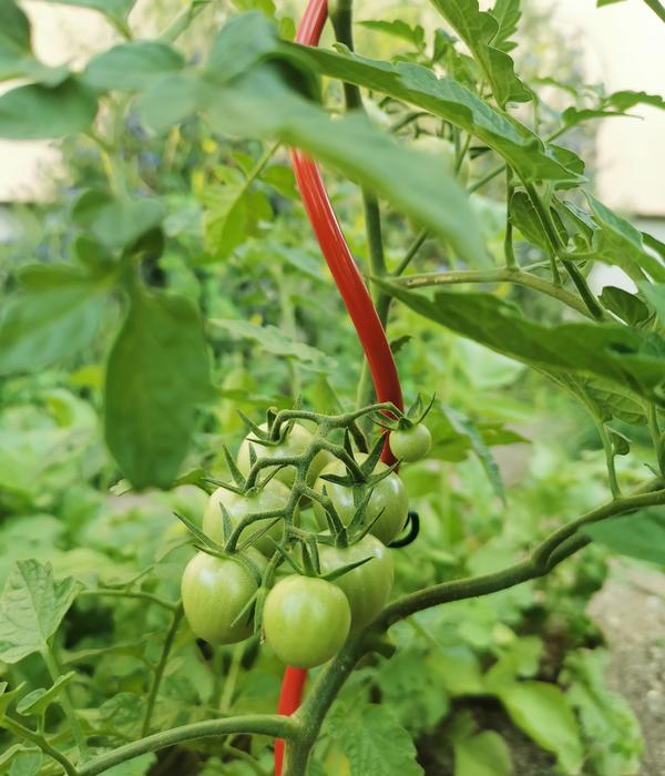 bellissa Stahl-Tomatenspirale Colorata