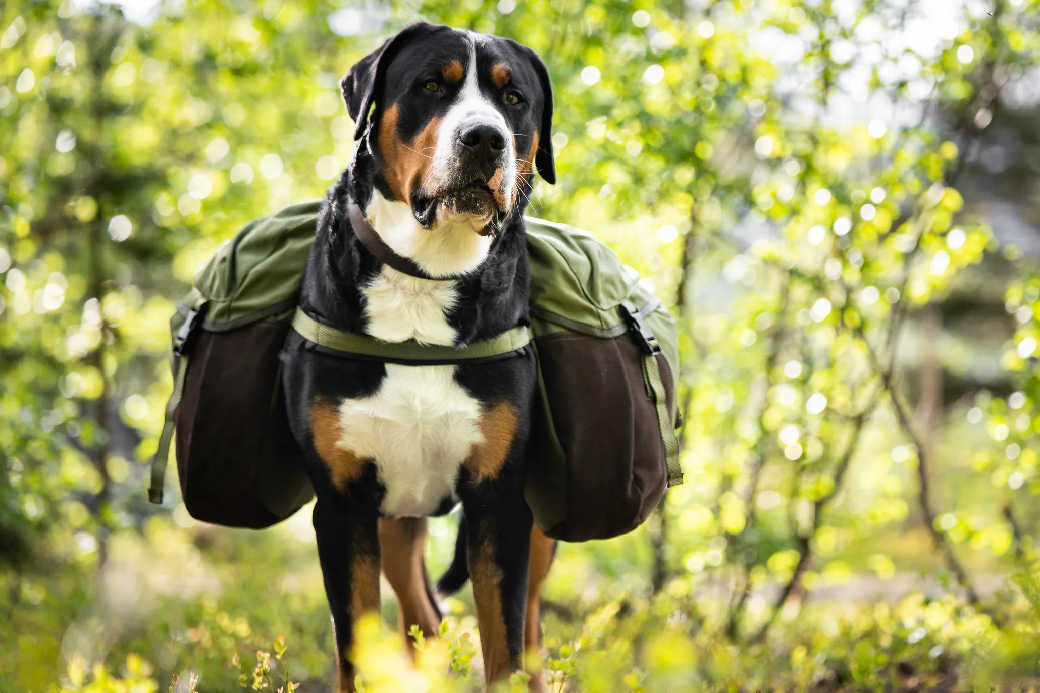 Seleverkstedet Togo hundekløv Grønn/brun XL