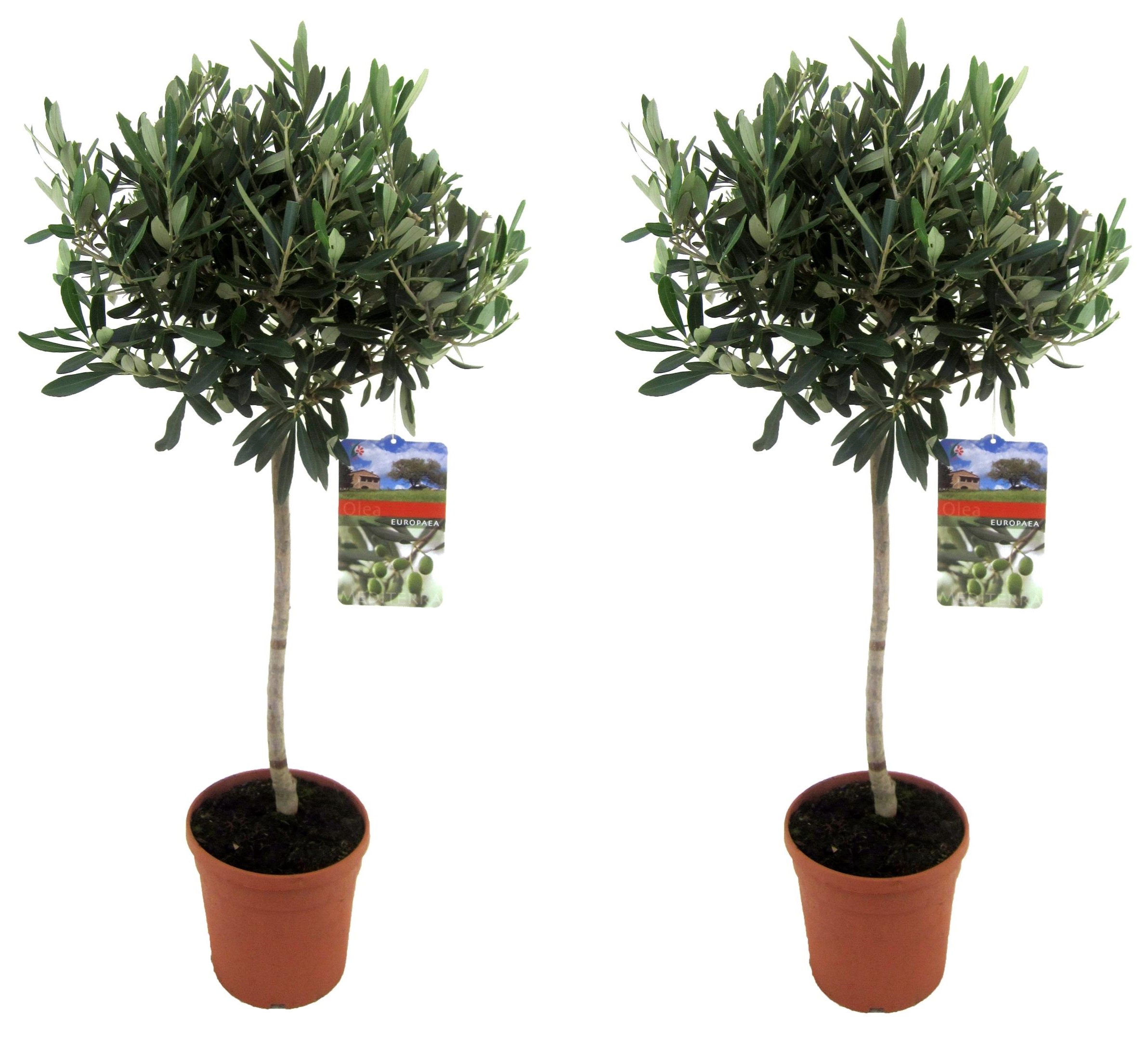 Olea europaea - set de 2 - olivier sur tige - pot 21cm - hauteur 90-100cm
