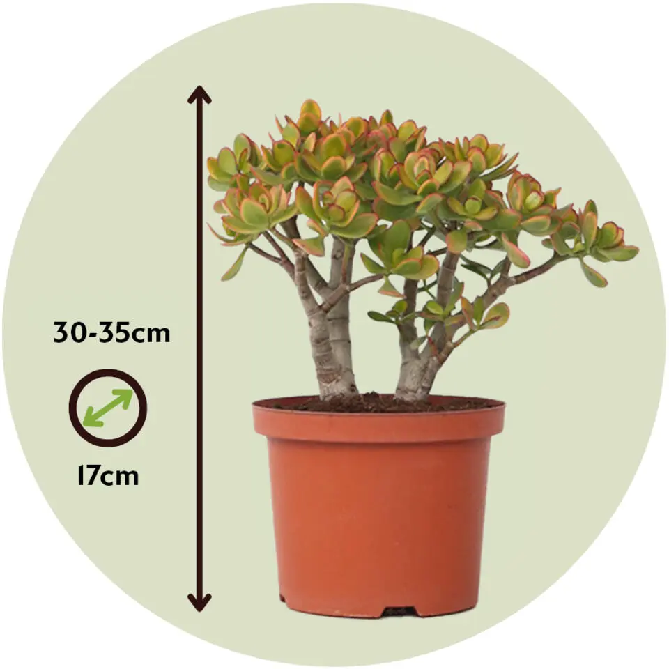 Jadeplant - Crassula ovata 'Sunset' - Hoogte 30-35cm - ⌀17cm