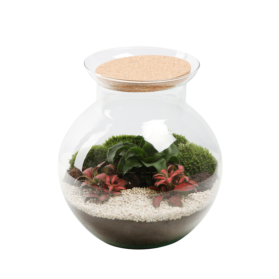 TERRA VIVANT - Havana L Pay-(870800)