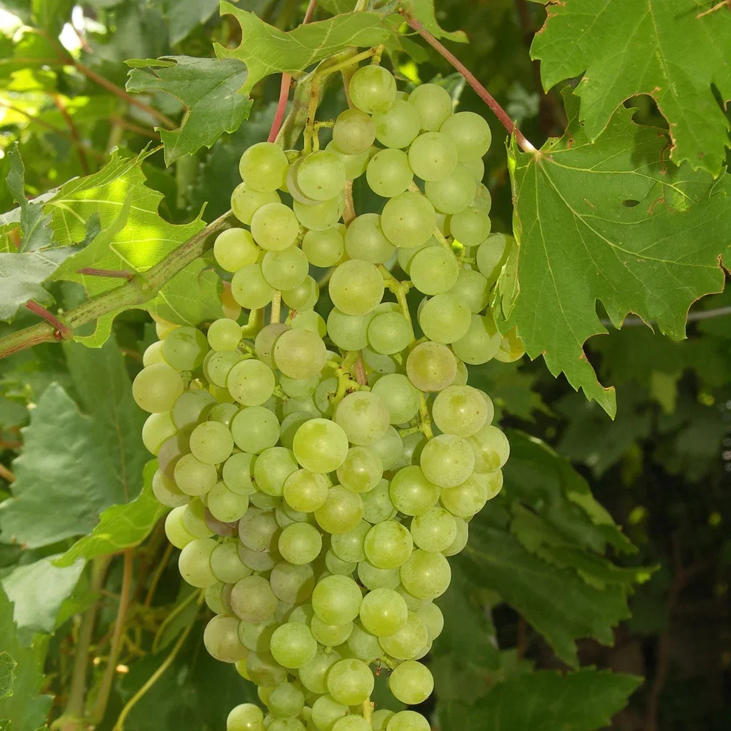 Vitis labrusca 'Solaris' Labruscavinranke 'Solaris' Ø21 cm