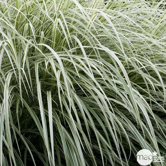 Miscanthus variés:pot 7L