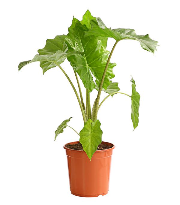 Pfeilblatt - Alocasia portodora