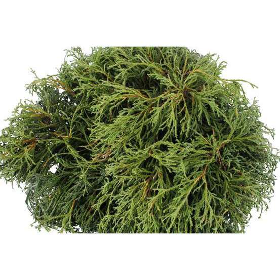 Chamaecyparis pisifera Sungold : H 30/40 cm : pot 5 L