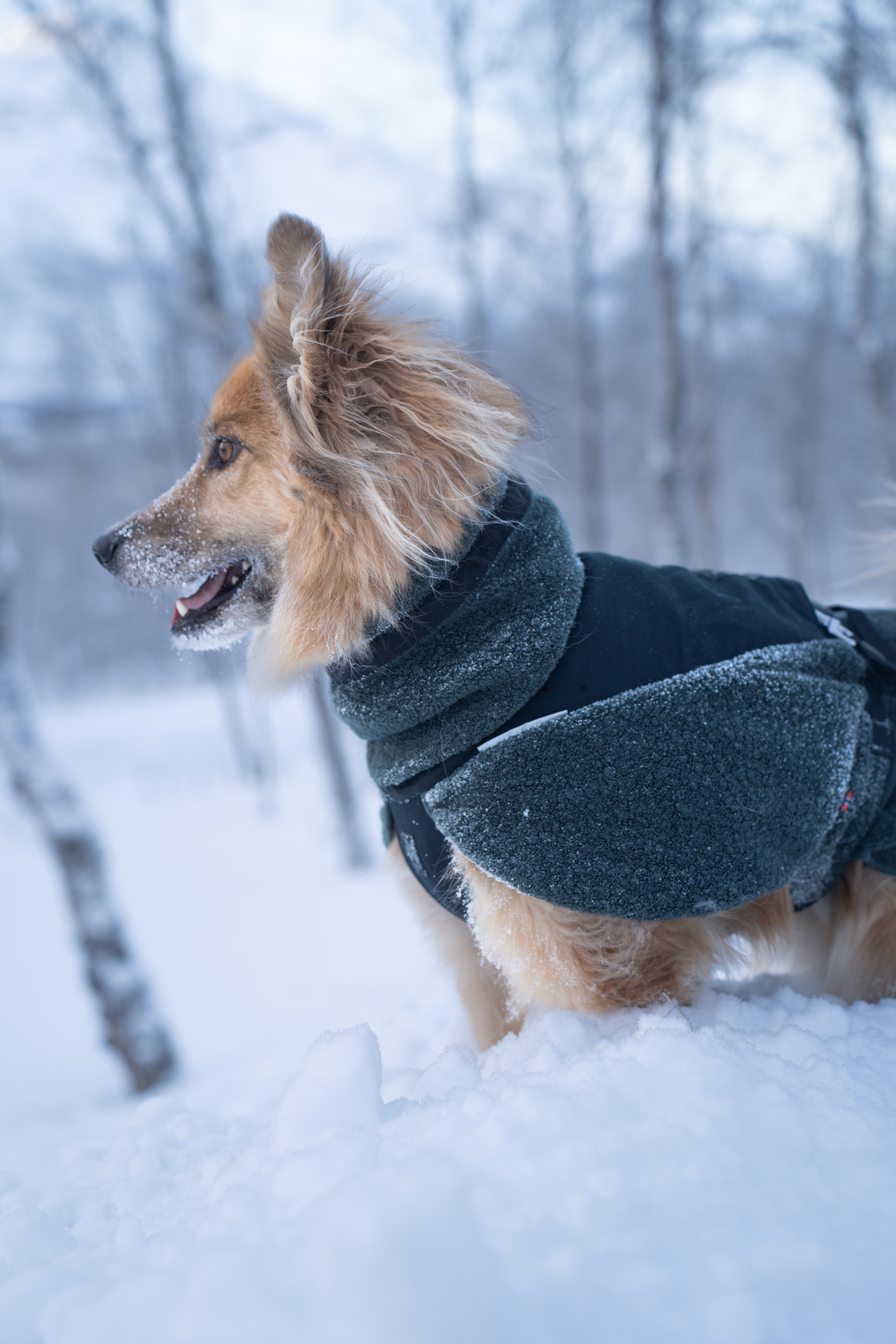 Non-Stop Dogwear Wool dog jacket<br>Absorberer fuktighet uten å bli kald eller føles våt