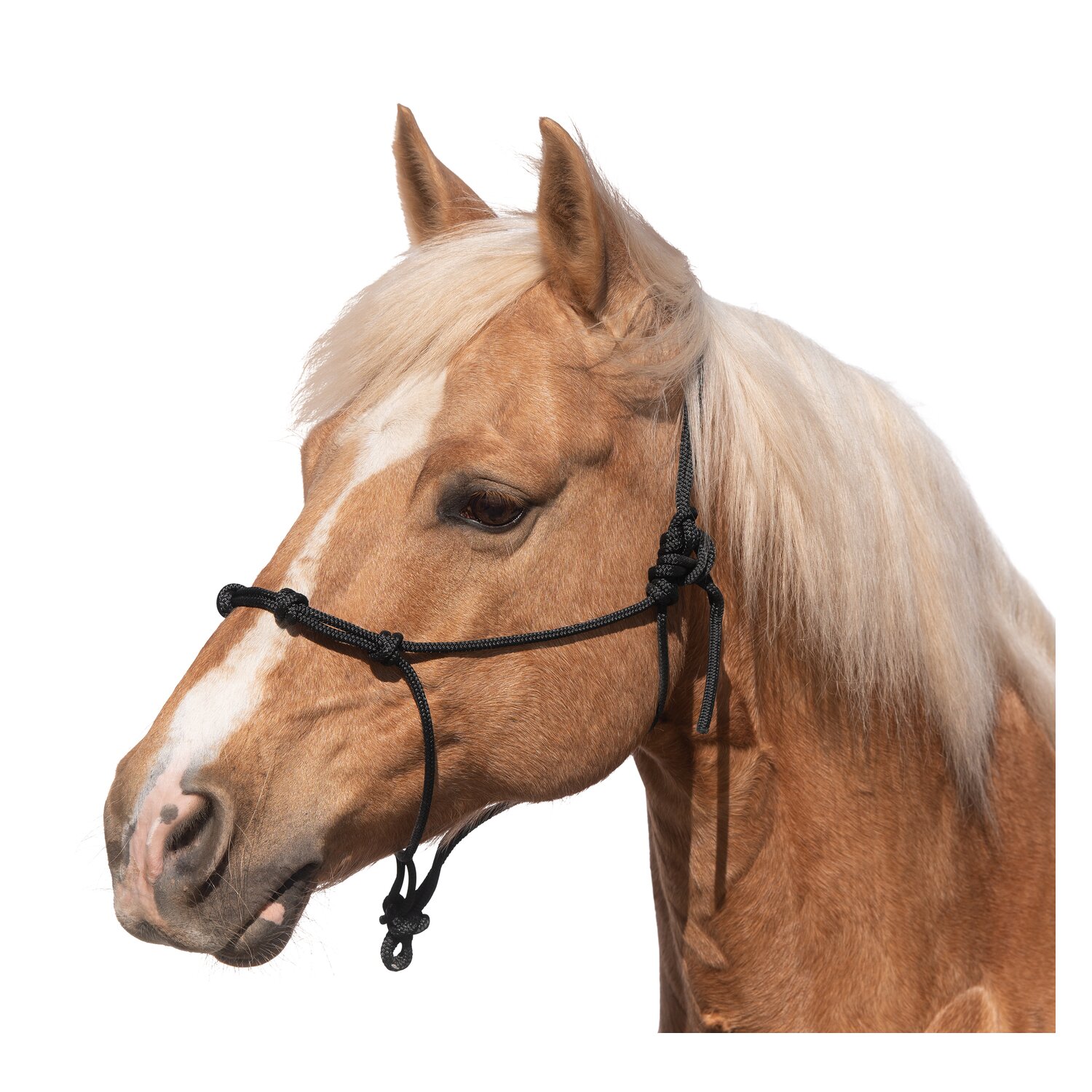 BROCKAMP Knotenhalfter mit Doppelknoten  - schwarz - Pony