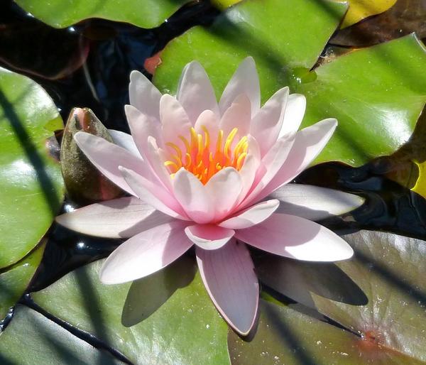 Teichpflanzen Komplett-Set Seerose, 6-teilig