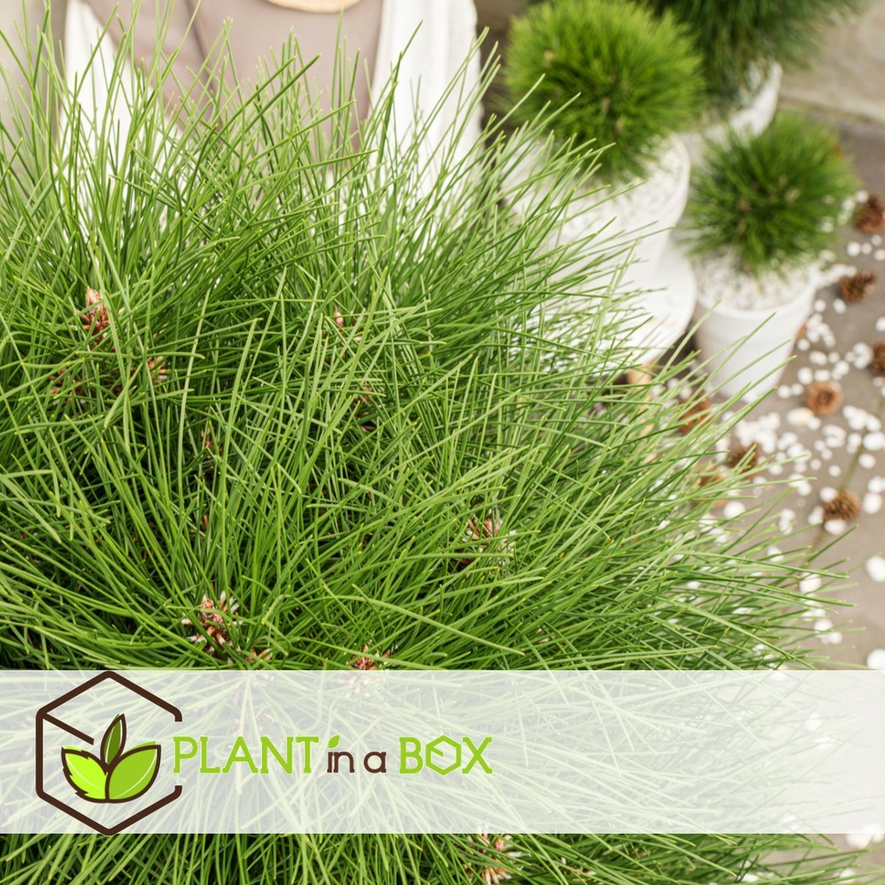 Pinus summer breeze - pin nain - pot 24cm - hauteur 70-80cm