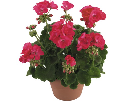 Staande geranium FloraSelf Pelargonium zonale Ø 12 cm pot