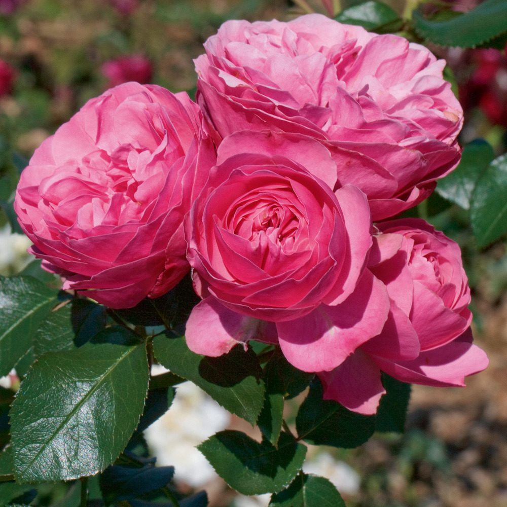 Rosier leonardo da vinci ® meideauri le pot de 3l