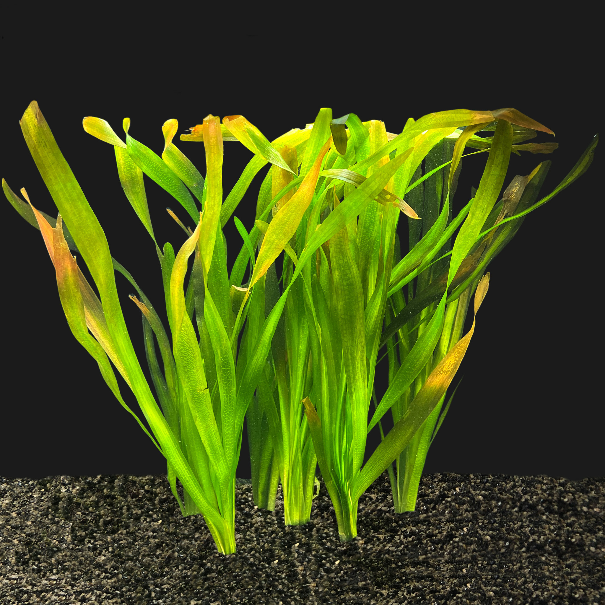 Waterplant Vallisneria Gigantea Bundel 5 1 gratis!