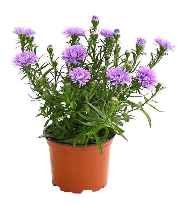 Glattblatt-Aster