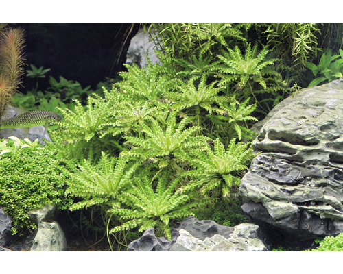 Kleine Waterster - Pogostemon helferi In vitro