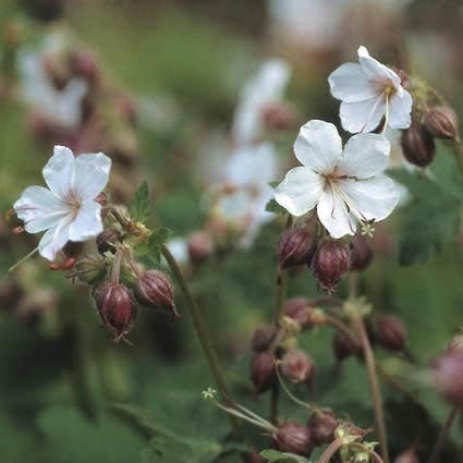 Ooievaarsbek (Geranium macrorrhizum 'Spessart') D 9 H 10 cm