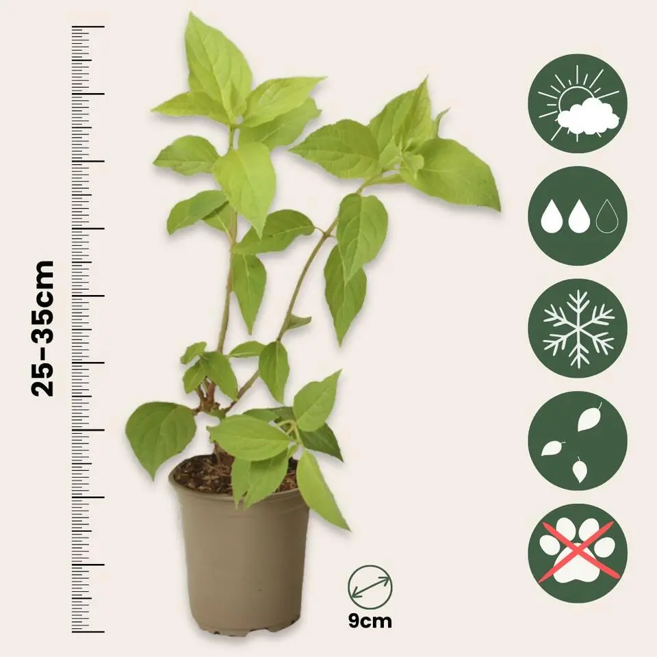 Hortensia - Set van 24 - Hortensia paniculata - Hoogte 25-35cm - ⌀9cm