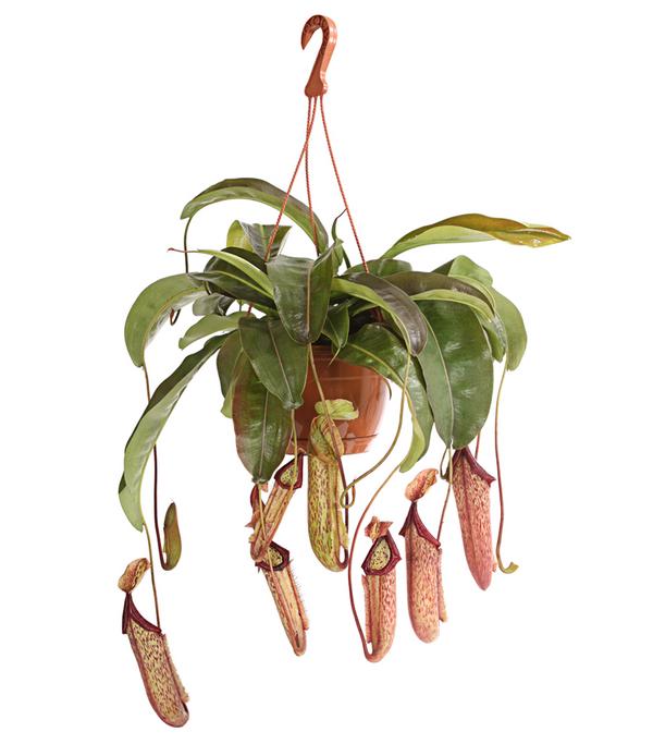 Kannenpflanze - Nepenthes alata, Ampel groß