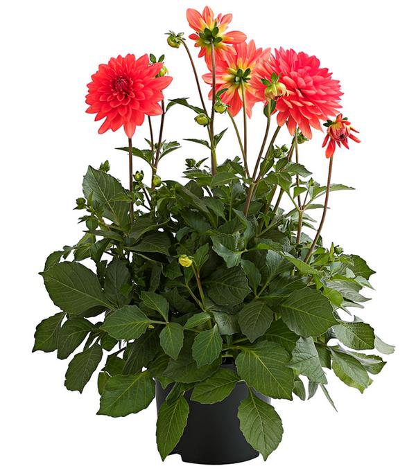Dahlie, verschiedene Farben