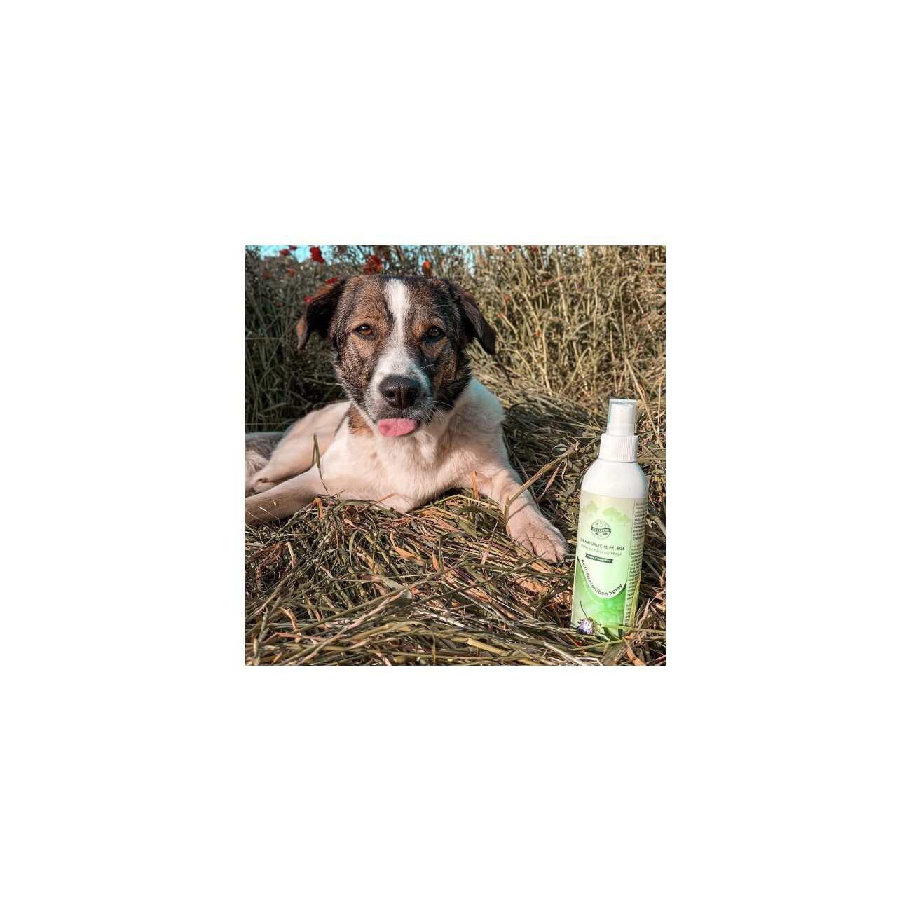 Bellfor Anti-Grasmilben-Spray - 250 ml