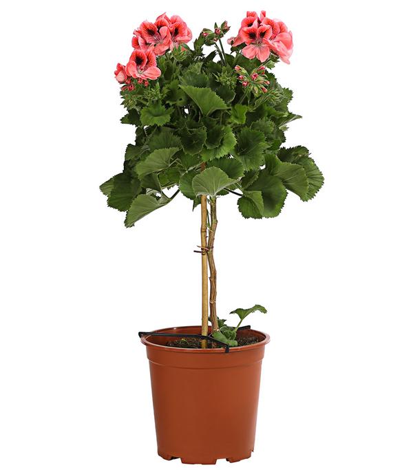 Edelgeranie, Stämmchen