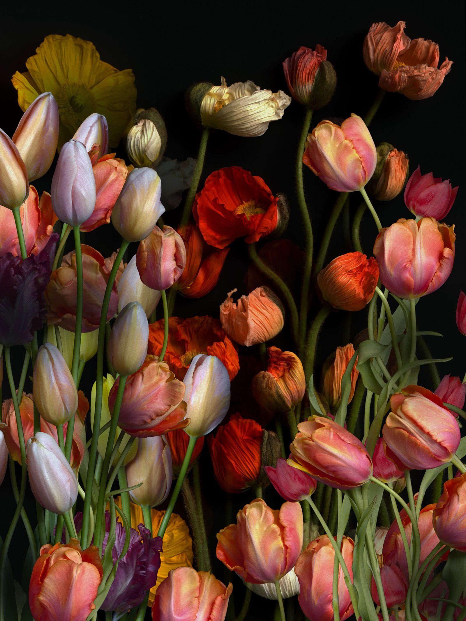Florescence XII by Juan Fortes - Open Edition.