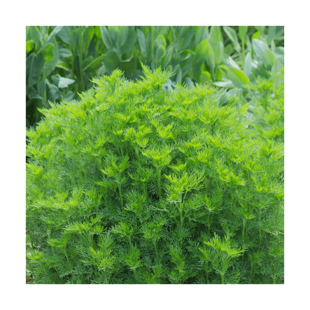Aurone abrotanum bio/artemisia abrotanum[-]godet