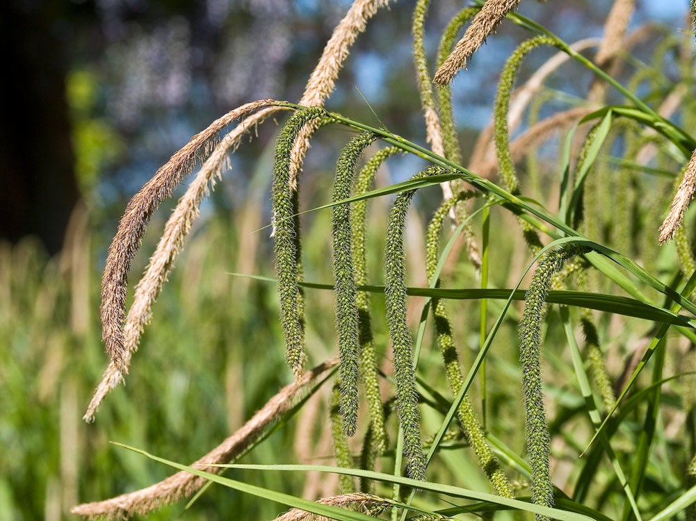 Hangende Zegge (Carex pendula) D 18 H 20 cm
