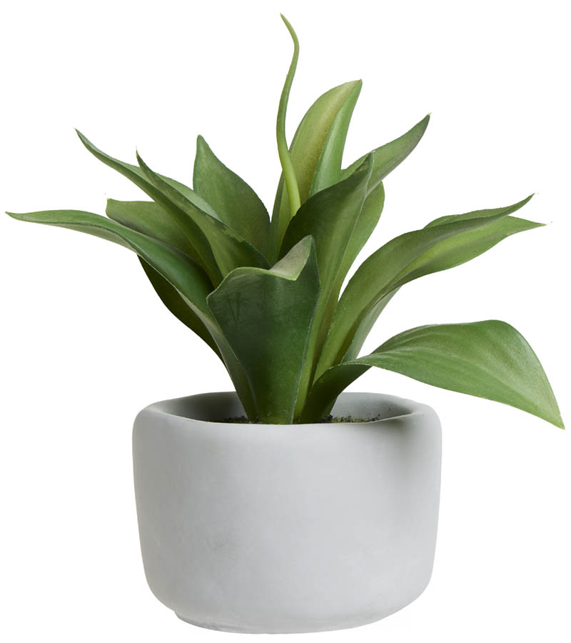 Agave grønn plante i sementpotte 20 cm