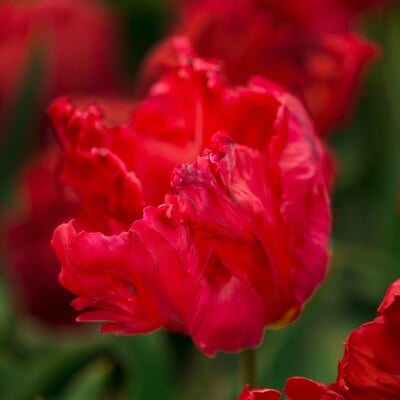Papageientulpe 'Red Champion'