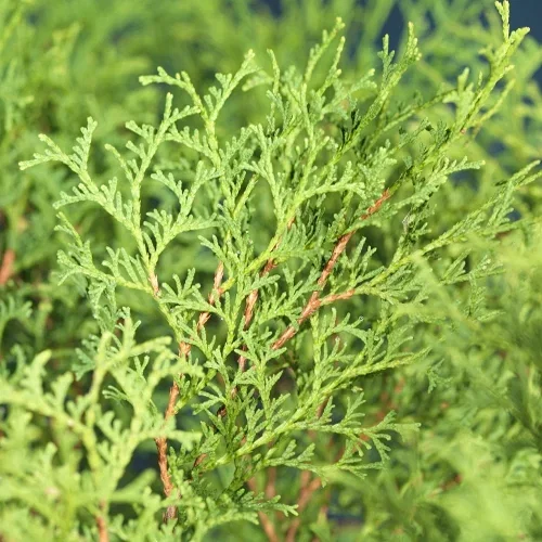 Thuja occidentalis 'Tiny Tim' Tuja 'Tiny Tim' Høyde 25-30 cm