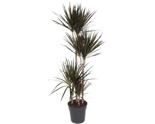 FloraSelf Drakenboom (Dracaena magenta) H 150-160 cm Ø 27 cm Pot meerstammig 90-60-30-15 cm