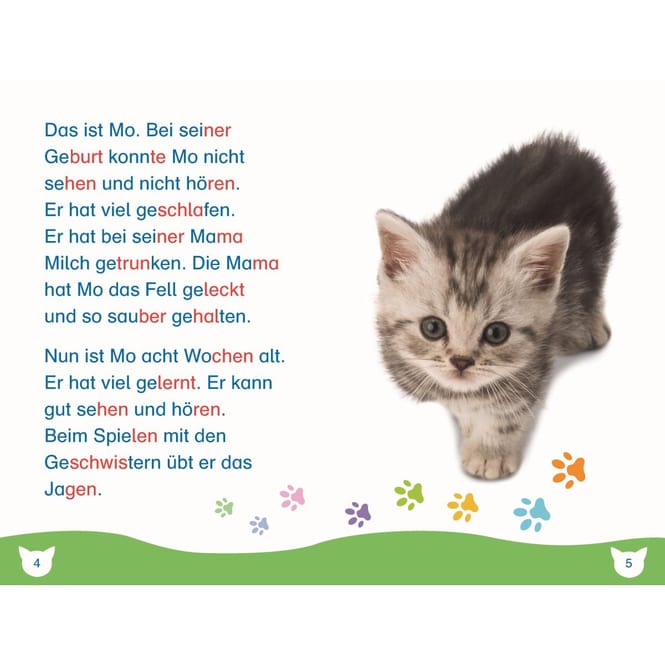 SUPERLESER! - Ein aufregender Tag für Kater Mo - Sach-Geschichten für Erstleser