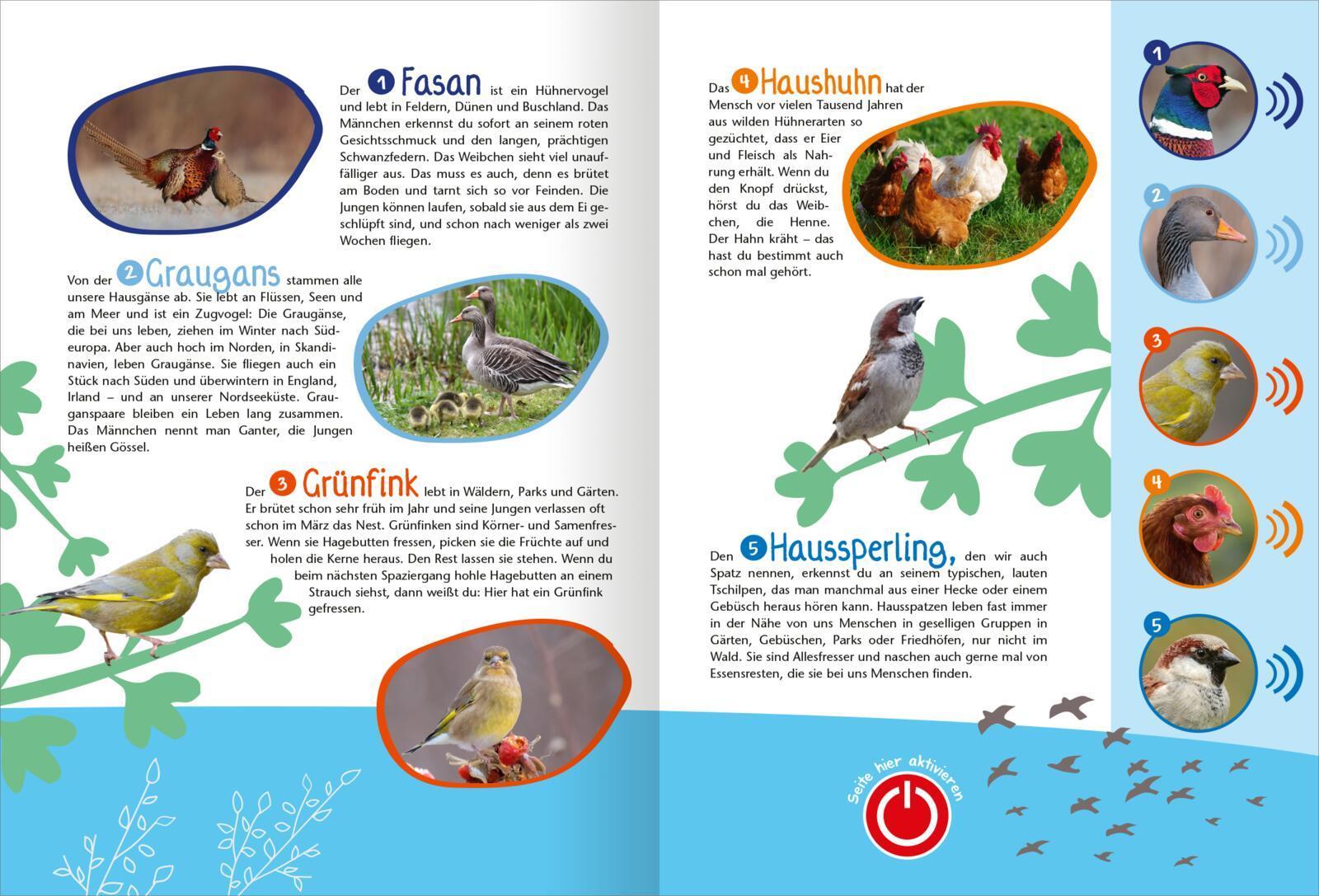 Mein großes Soundbuch Vögel
