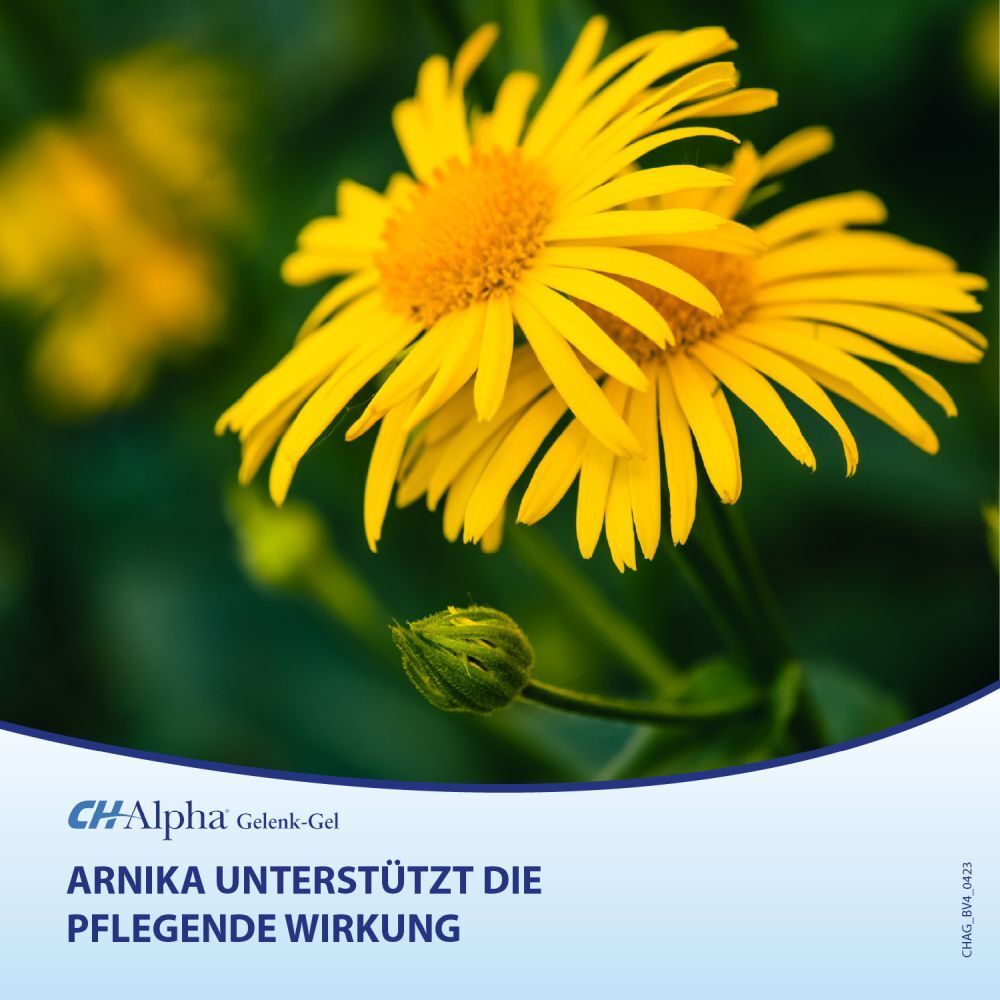 CH-Alpha Gelenk Gel mit Ingwer, Arnika und Weihrauch wärmt und entspannt beanspruchte Haut- und Muskelpartien