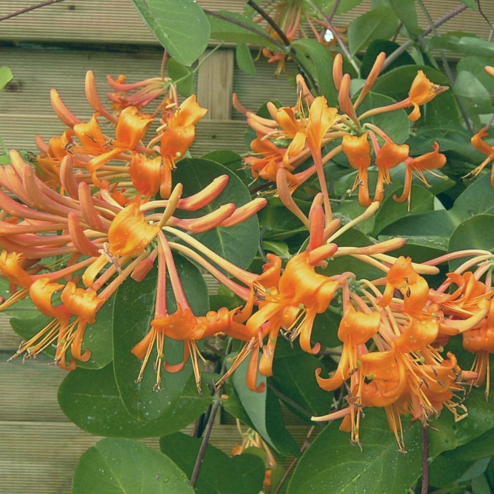 Chèvrefeuille de brown x brownii mandarin®/lonicera x brownii mandarin®[-]godet - 5/10 cm