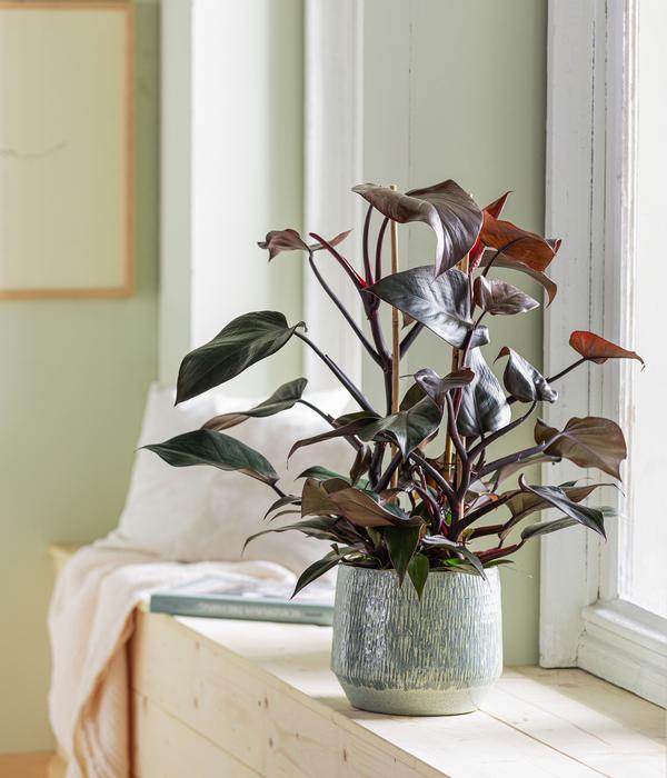 Baumfreund - Philodendron erubescens 'Ruby'