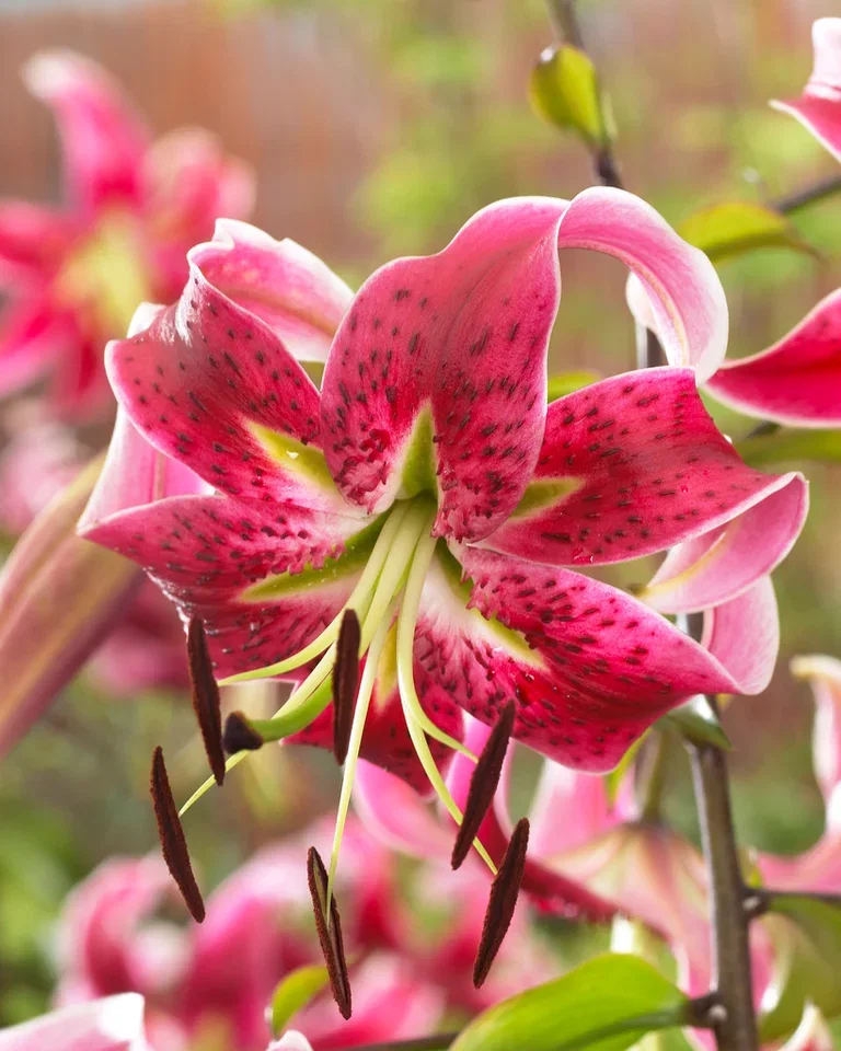 Lilium speciosum 'Rubrum' Praktlilje 'Rubrum'