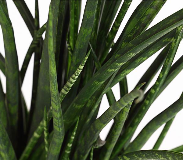 Bogenhanf - Sansevieria hybride 'Fernwood