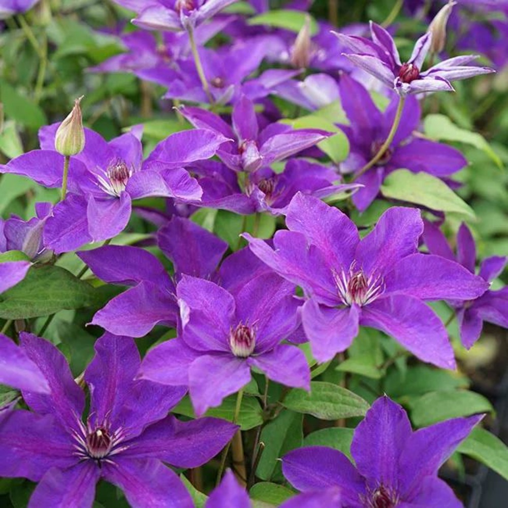 Clématite 'the president' - clematis 1,5l