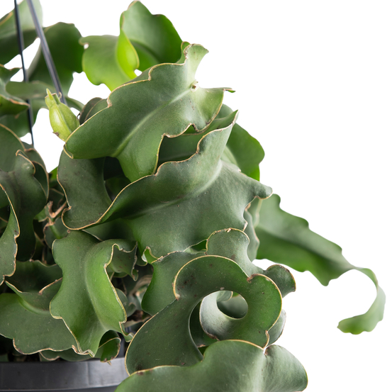 Epiphyllum Guatamalense suspension - pot D17cm