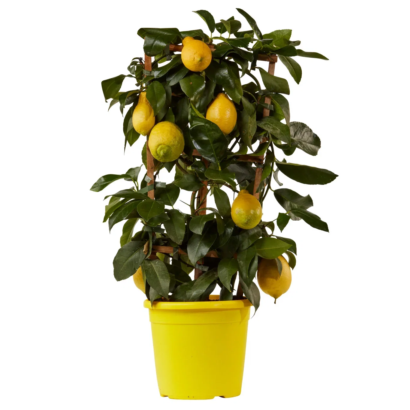 Citrus x limon Sitron på espalier Ø22 cm