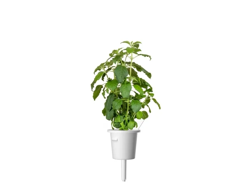 Click & Grow SGR66x3, Spiselig plante, Basilikum, Genopfyldning, Hurtig producent (3-5 uger), 7 - 14 dage, 3 måned(er)