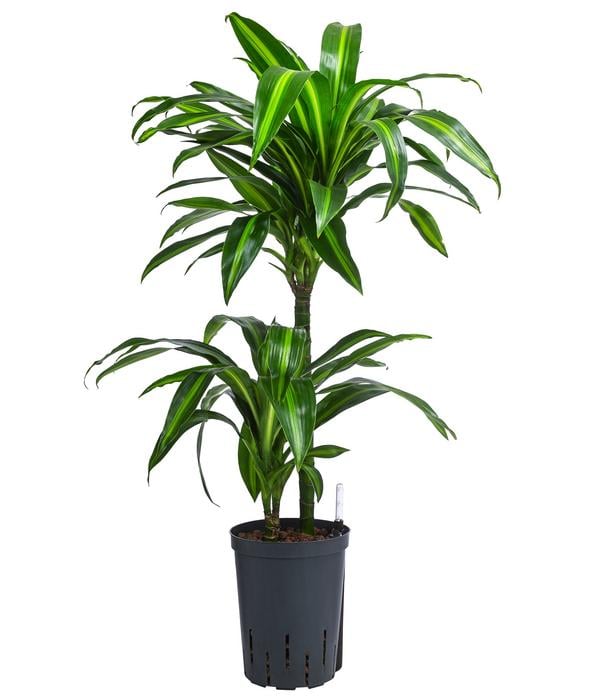 Drachenbaum - Dracaena fragrans 'Hawaiian