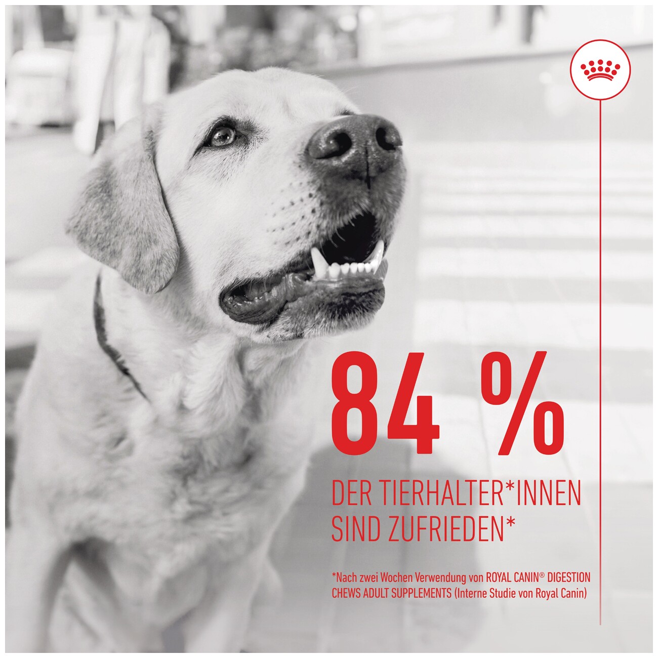 ROYAL CANIN Digestion Adult Supplements Kausnacks 160 g