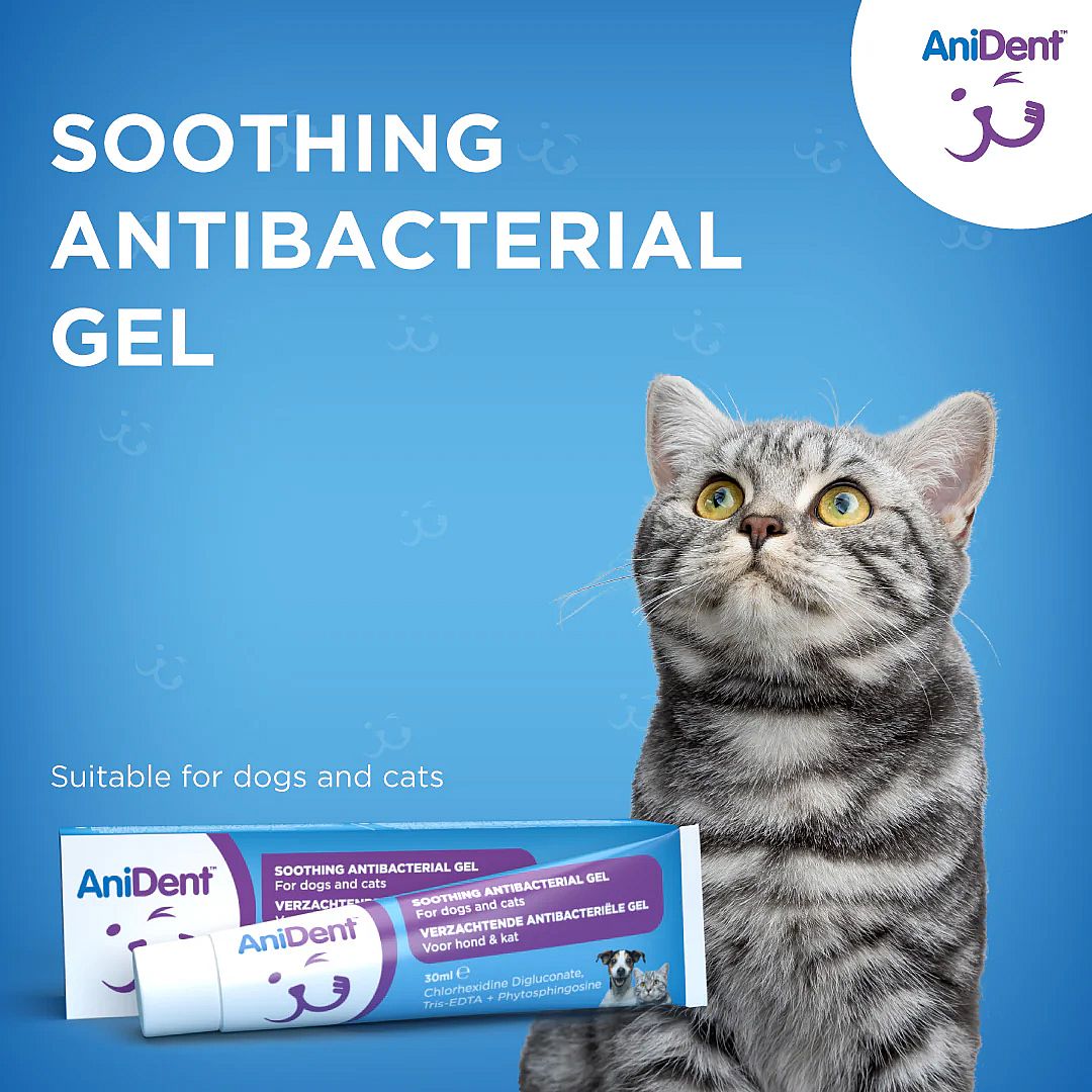 AniDent Tandgel Hond Kat