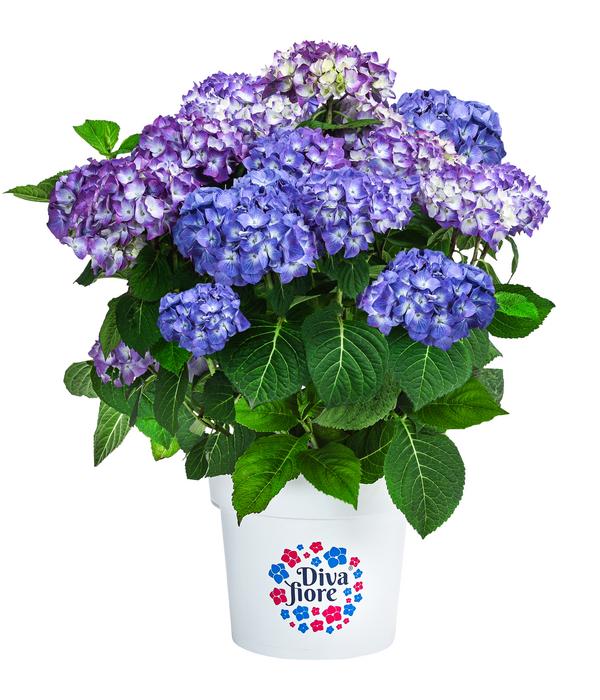 Hortensie 'Diva fiore®'