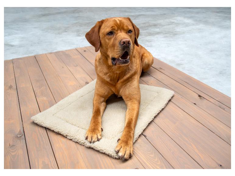Zelfverwarmende honden- of kattenmat