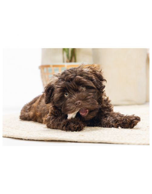 Beeztees Dental Bot Puppy 10x5.5 cm - Hondenspeelgoed