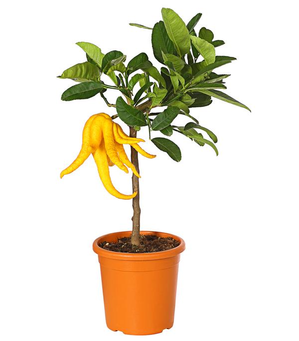 Zitronat-Zitrone 'Buddhas Hand'