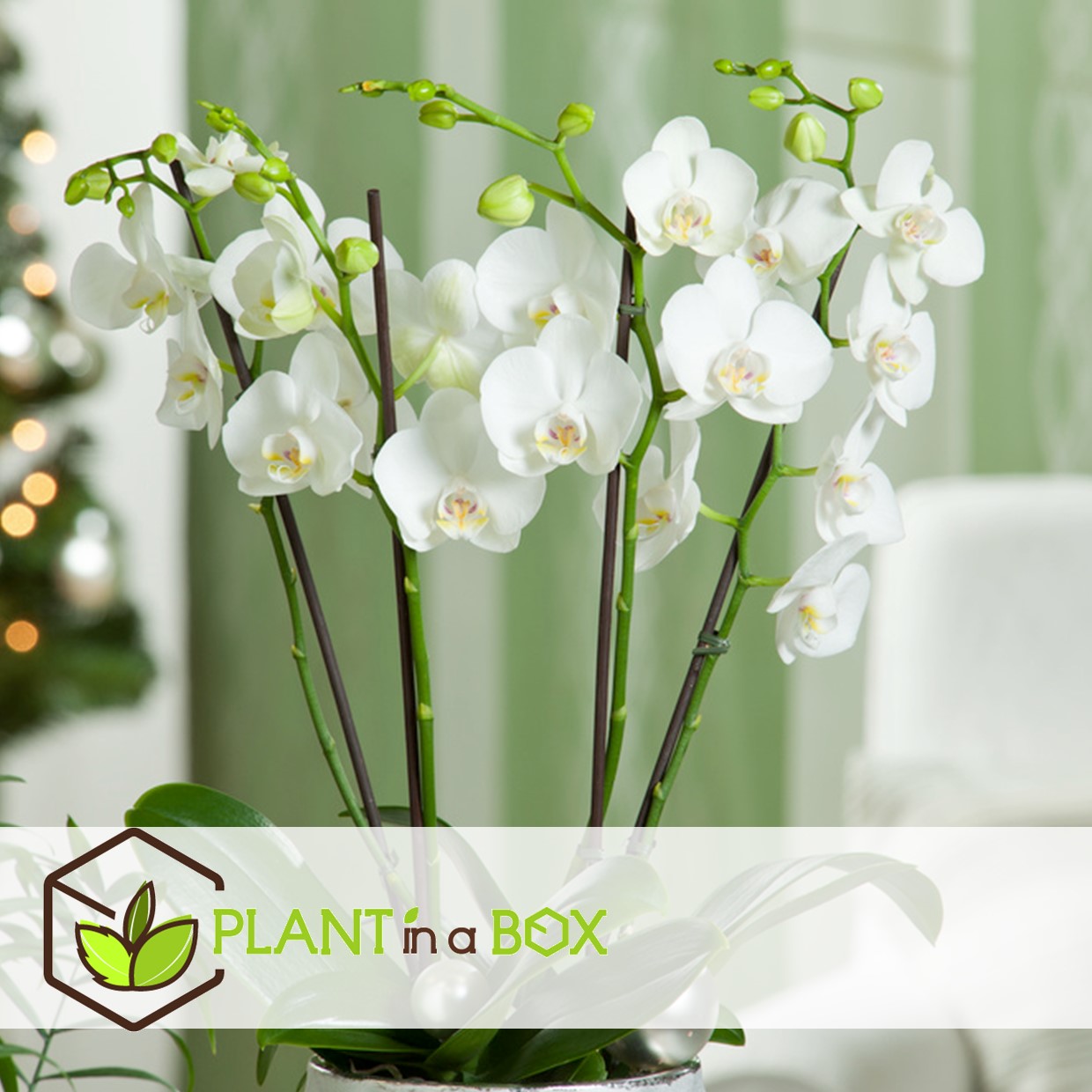 Phalaenopsis - orchidée blanc - pot 12cm - hauteur 50-60cm